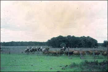 Cowboys driving cattle (1961)