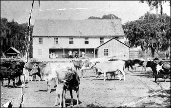 Captain F. A. Hendry's home at Fort Thompson with cows in yard