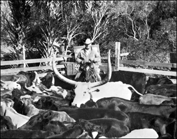 Clark Yates in his cattle pen (19--)