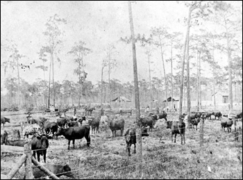 First barbed wire fencing in Osceola County : Kissimmee, Florida (c. 1910)