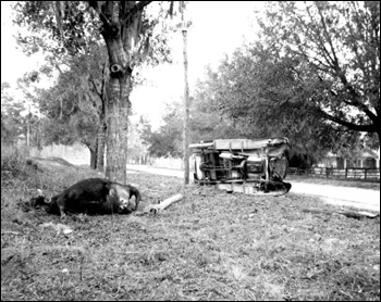 Cow killed by an automobile: Volusia County, Florida (192-)