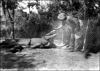 Man petting an alligator at an alligator farm: St. Augustine, Florida (1946)