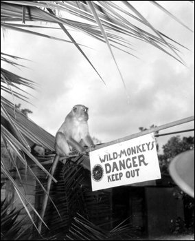 Monkey by sign at Monkey Jungle: Miami, Florida (1946)