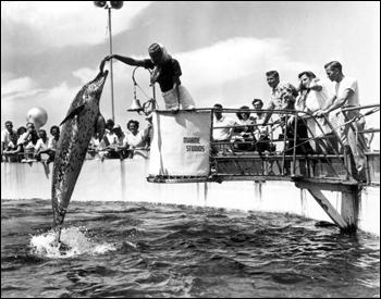 Dolphins performing to the delight of the tourists: Marineland, Florida (1949)