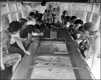 Tourists in a glass-bottom boat at Silver Springs: Ocala, Florida (19--)