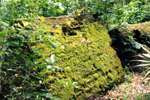 Two 19th-century crypts on Fort George Island: Jacksonville, Florida (1998)