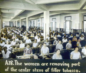 Women removing part of the center stem of filler tobacco (192-)