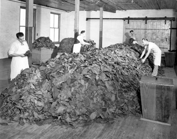 Interior view of a cigar factory during a blending operation: Tampa, Florida (19--)