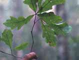 Lucreaty Clark holding up leaves of the white oak tree she will use to make baskets