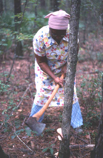 Lucreaty Clark chopping down a white oak tree to use for basket making (not after 1979)