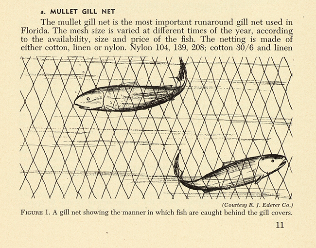 Figure l. A gill net showing the manner in which fish are caught behind the gill covers.