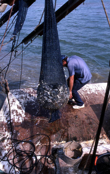 Dale Davis brings trawl net on the deck: Apalachicola Bay, Florida  (1986)