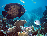 Queen angelfish at John Pennekamp Coral Reef State Park (1980)