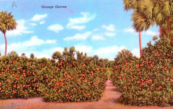 Orange groves, 1941