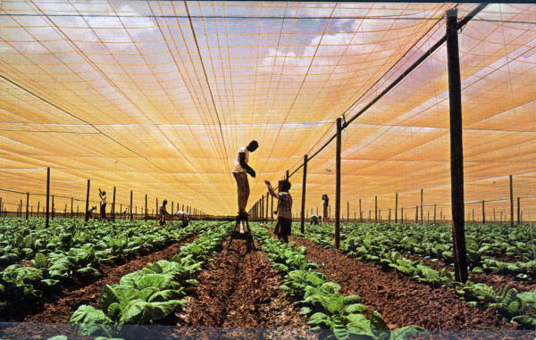 Tobacco farmers tying up shade tobacco crop in Quincy, Florida, ca. 1960.