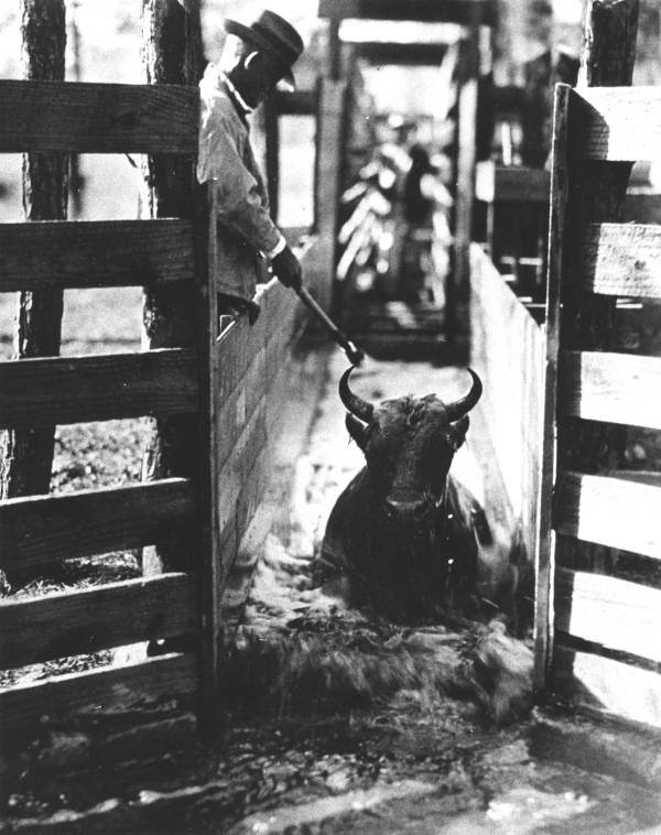 Cow making its way through a dipping vat in Duval County, while a man marks it to show it had been dipped (circa 1920s).