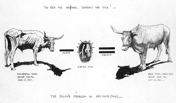 Chart illustrating the effects of ticks on cattle (1913).