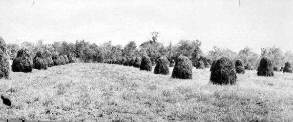 Peanut hay in the process of curing in Holmes County (ca. 1890s).