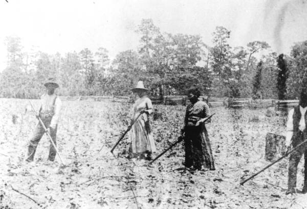 Laborers cultivating cotton fields by hand - Jefferson County, Florida