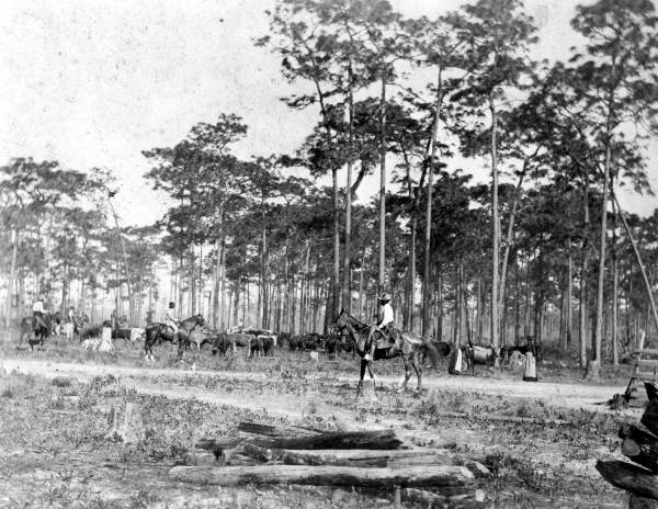 Cattle drive at Bartow (circa 1890s).