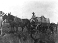 A convict hauling distilled turpentine "in the boreght" (metal banded barrels) to the river for shipment - Alva, Florida