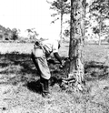 A worker cutting pine for turpentine