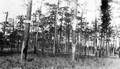 A stand of tapped turpentine pines - DeLand, Florida