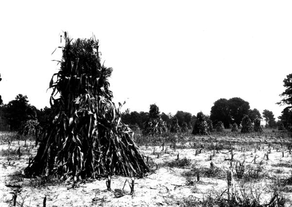 Field of shocked corn, Gainesville (1911)