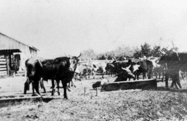 Range cattle in pens at Punta Rassa (circa 1900s).