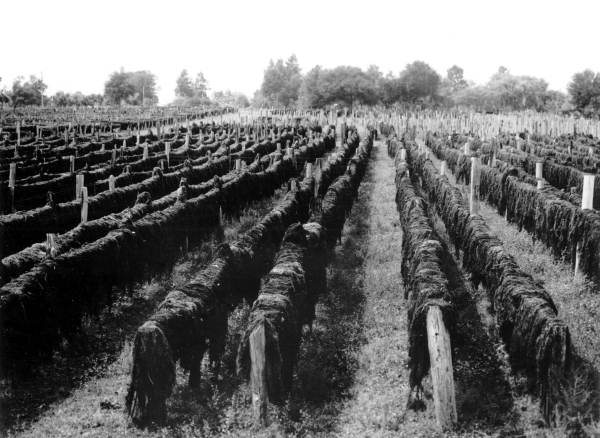 Moss drying on racks after curing (1946).