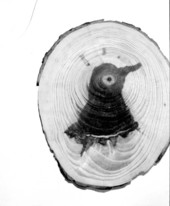 Freak formation in cross section of pine.