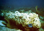 Coral encrusted cannon on the Genovesa wreck site at Pedro Banks in Jamaica