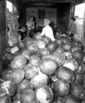 "Cannon ball" watermelons being loaded for transportation - Tavares, Florida.