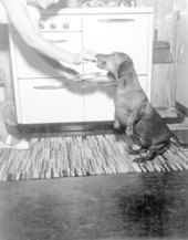 Housewife feeding puppy hush-puppies - Atlantic Beach, Florida