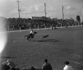 Calf roping event at the rodeo- Lakeland, Florida