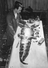 A worker tanning alligator skin at Wild Animal Farm - Saint Petersburg, Florida.