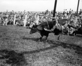 Bull riding at the rodeo - Kissimmee, Florida .