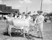 Dairymaids and cowhand with cow at Tupperware Jubilee