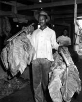 Alexander McGriff carrying shade-grown tobacco to be dried - Havana, Florida.