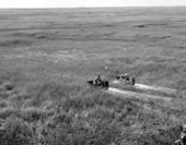 Airboating in the Everglades