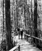 Sightseers on footbridge at the Gatorland Zoo swamp - Orlando, Florida