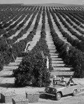 Tourists in jeep watch workers picking fruit in an orange grove in Clermont.