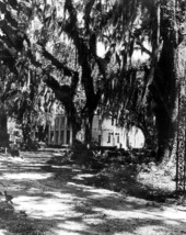 View looking towards the Eden Gardens State Park mansion - Point Washington, Florida