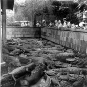 People looking at alligators - Bonita Springs, Florida