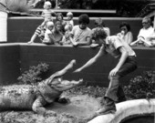 Alligator farm guide Jim Moulton holding his hand in an open alligator's maw - St. Augustine, Florida