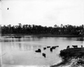 Cattle enjoying a dip in a lake