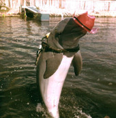 Pistol packin' porpoise at Floridaland.