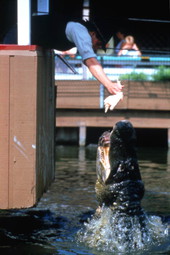 Employee feeding an alligator at the Gatorland theme park in Orlando, Florida.