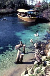 View showing pelicans and tour boat on the Weeki Wachee River at Weeki Wachee Springs, Florida.