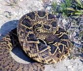 Diamondback rattlesnake in Cedar Key, Florida.